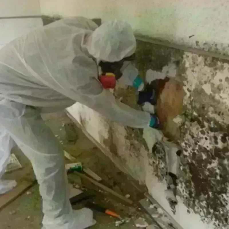 Mold Remediation and Removal in Toro Canyon, CA